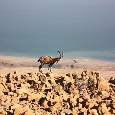 Ein Gedi Rooms Neve Zohar Kültér fotó