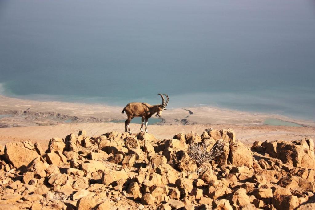 Ein Gedi Rooms Neve Zohar Kültér fotó